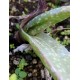 Aloe abyssicola