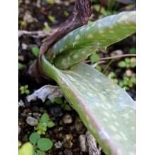 Aloe abyssicola
