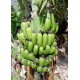 Musa 'Cavendish Zelig' - Canarian Banana