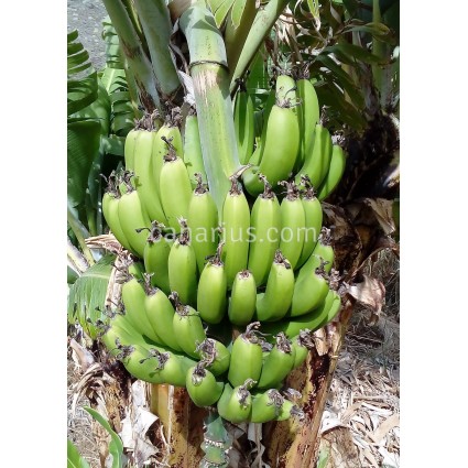 Musa 'Cavendish Zelig' - Canarian Banana