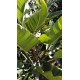 Philodendron davidsonii