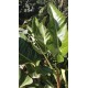 Philodendron davidsonii