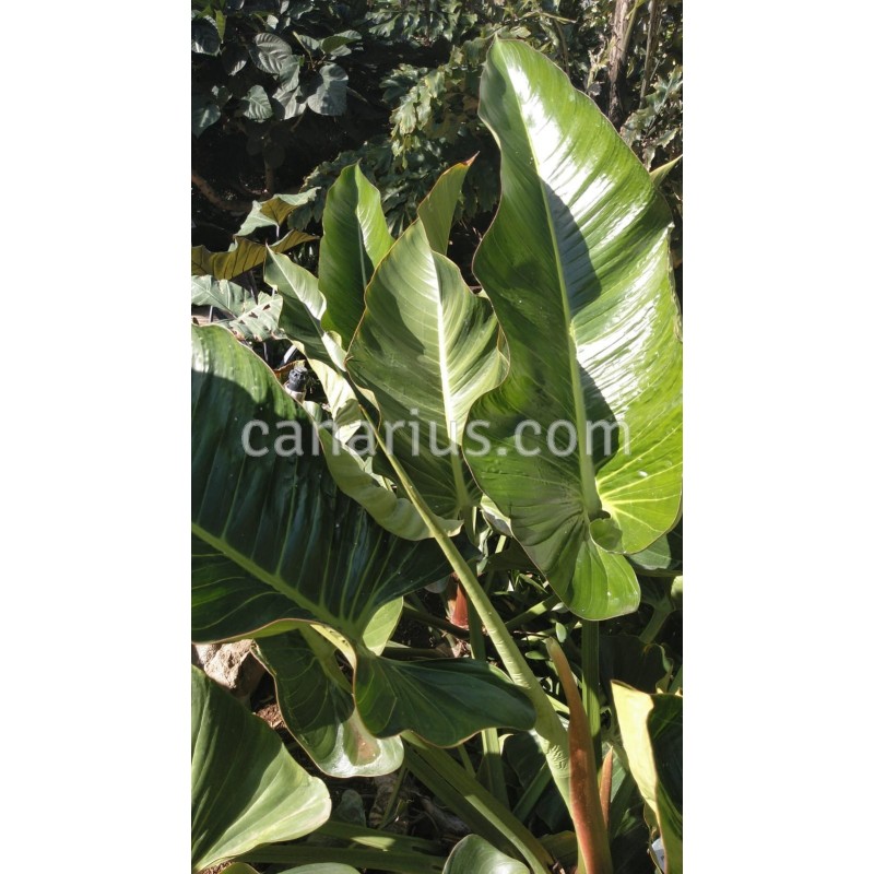 philodendron green fatboy Philodendron Fat Boy ( Medium sized Plant Without pot)  vridhigarden