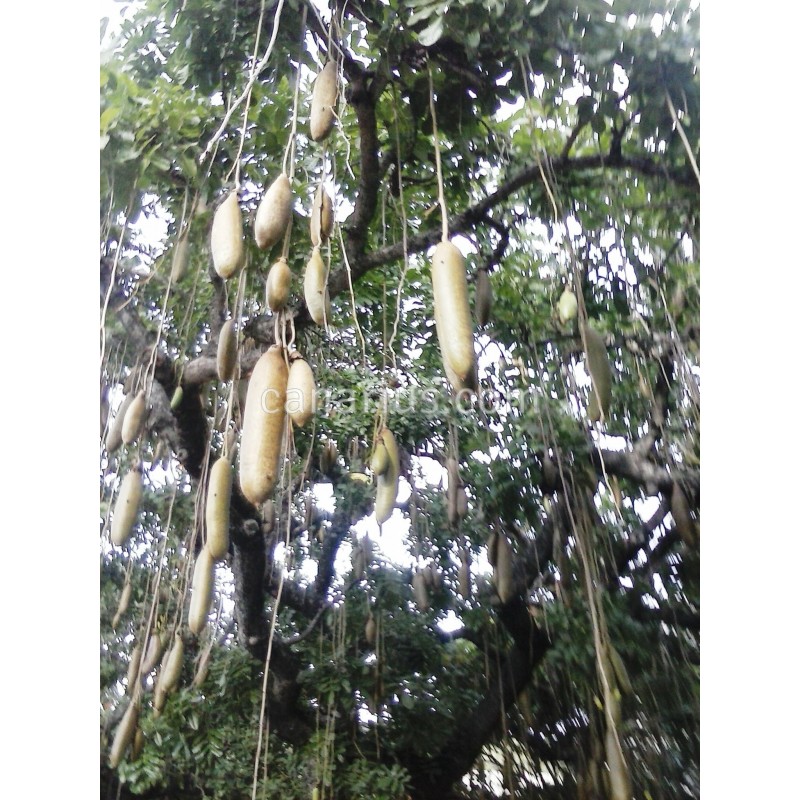 Buy Kigelia africana - Sausage Tree with Canarius