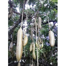 Kigelia africana - Árbol de las salchichas