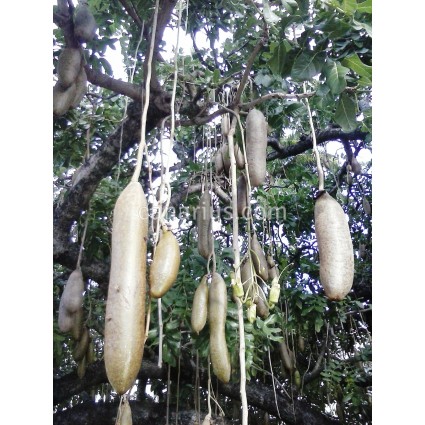 Kigelia africana - Árbol de las salchichas