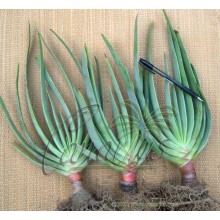Aloe plicatilis (Kumara plicatilis)-Large