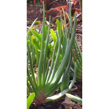 Aloe plicatilis (Kumara plicatilis)-Large