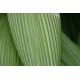 Molineria capitulata - Palm Grass