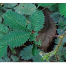 Mimosa pudica - Sensitive Plant