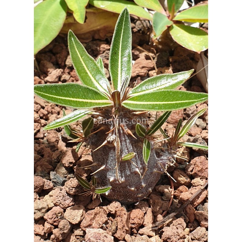 Buy Pachypodium rosulatum var. gracilius - 3 years branched with 