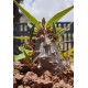 Pachypodium rosulatum  var. gracilius - 3 years branched