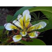 Plumeria 'Bali Whirl' - Double Flowers !