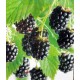 Rubus fruticosus 'Thornfree' - Blackberry