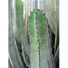 Euphorbia canariensis - Large