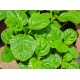 Basella alba - Malabar Spinach