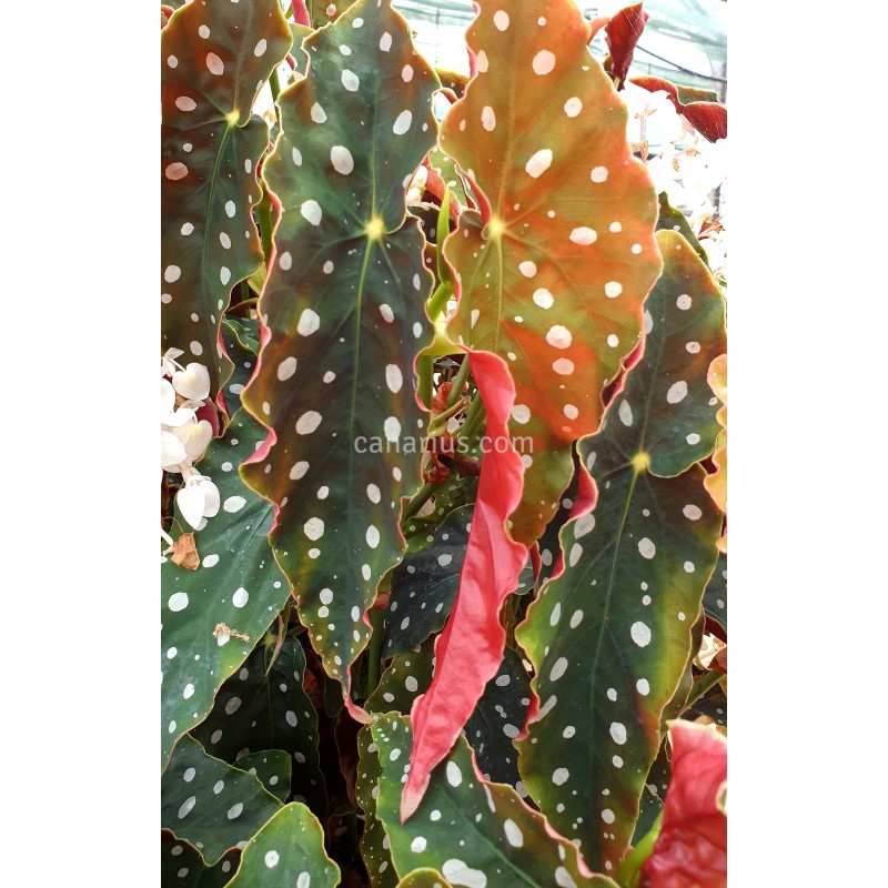 Buy Begonia maculata 'Wightii' with Canarius