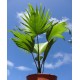 Livistona rotundifolia 