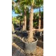 Trachycarpus latisectus- ADULT 195cm