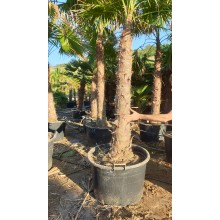 Trachycarpus latisectus- ADULT 195cm