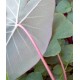 Colocasia esculenta 'Pink China'
