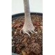 adansonia-digitata-senegal
