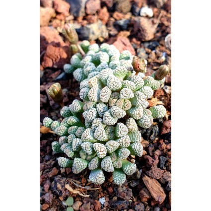 Neohenricia sibbettii Cactus Cacti Succulent Real Live Plant