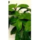 Gynura procumbens - Longevity Spinach