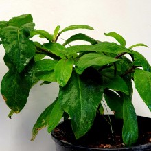 Gynura procumbens - Longevity Spinach