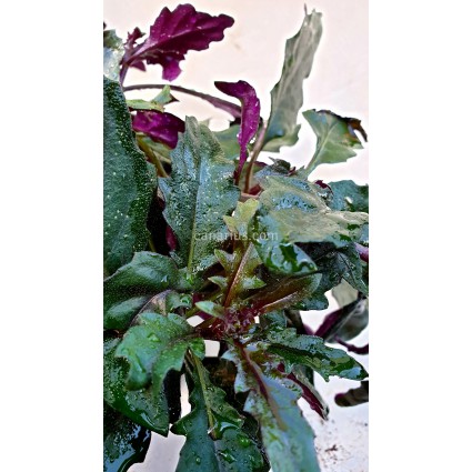 Gynura bicolor - Okinawan Spinach