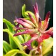 Billbergia pyramidalis variegata