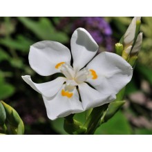 Dietes robinsoniana - Lord Howe Wedding Lily