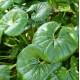 Ligularia tussilaginea -Farfugium japonicum