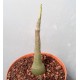 Adenia glauca - SMALL