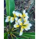 Plumeria 'Bali Whirl' - Double Flowers !