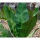 Anthurium coriaceum