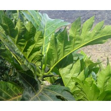 Artocarpus x Altilis 'Ma' Afala'