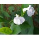 Maranta arundinacea - West Indian Arrowroot