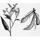 Maranta arundinacea - West Indian Arrowroot