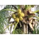 Cocos nucifera 'Yellow Tall'