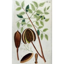 Swietenia mahagoni - Small-leaved mahogany