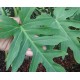 Philodendron radiatum