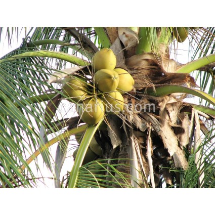 Cocos nucifera 'Green Tall'