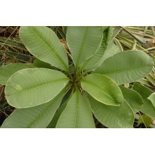 Plumeria 'Silver leaf'