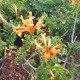 Tecoma capensis  'Orange'