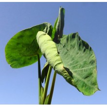 Colocasia esculenta 'Pii Alii'