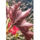 Begonia x 'Sophie Cecile'