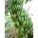 Musa cv. Gros Michel - Platanera, Banana