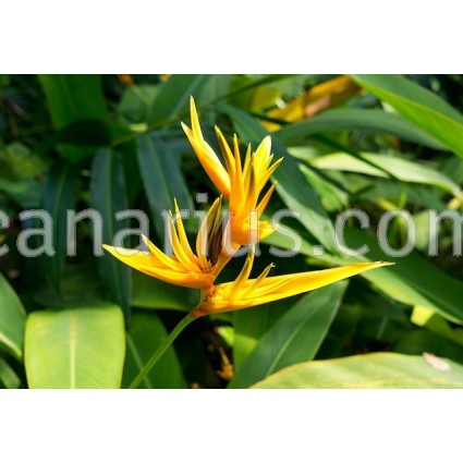 Heliconia x Golden Torch