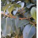 Ficus rubiginosa 'Australis'